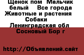 Щенок пом. Мальчик белый  - Все города Животные и растения » Собаки   . Ленинградская обл.,Сосновый Бор г.